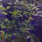 GG#4 Original Glue feminized seeds (Blackskull Seeds)