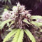 Gorilla Cookies Auto feminized seeds