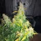 Sementes Feminizadas de Lemon Jack Autoflower (Seedkeepers)