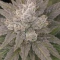Sementes Feminizadas de Mango Frost Auto (Fast Buds)