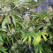 Master Kush regular seeds