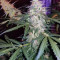 Graines de cannabis Monkey GG#4 Original Glue (Growers Choice)