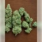 Northern Light Automatic Seeds (RQS)