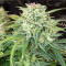 Original Auto Sour Diesel feminized seeds