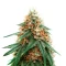 Psychotropic Mass feminized seeds