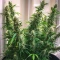 Purple Stilton Auto Seeds