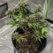 Quick One Auto Seeds (Royal Queen Seeds)