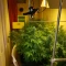 Scrambler Haze Seeds