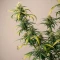 Shamanic Haze feminized seeds