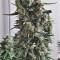 Shogun feminized seeds