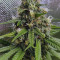 Shogun Seeds