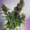 Sour Diesel (Big Head Seeds)