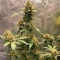 Steve’s Alien OG Seeds
