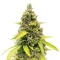 Strawberry Banana Auto Seeds