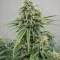 Sugarlato Auto Seeds