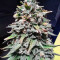 Tangie Regular (Reserva Privada)