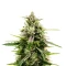 The 2019 Seeds (Royal Queen Seeds)