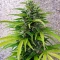Totally Alpha OG Auto Seeds (AlphaFem Seeds)