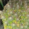 Wombat feminized seeds