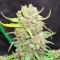 Trainwreck Fast Version (Herbies Seeds)