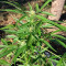 Green Crack Autoflower (Herbies Seeds)