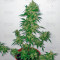 PolarLight #3 Auto Seeds
