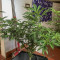 Wedding Cake feminized seeds (Seedstockers)