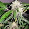 Auto Purple Gorilla Seeds