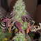 Baklava cannabis strain