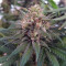 Bruce Banner strain