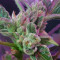 CBD 1:1 Silver Lime Haze Semi femminizzati autofiorenti