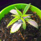 Graines de cannabis Dinamed CBD Plus (Dinafem Seeds)