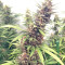 Durban Seeds (CannaBioGen)