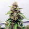 Green Crack (Cali Connection Seeds)