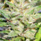 Nepal Jam feminized seeds
