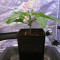 OG Kush CBD (Dinafem Seeds)
