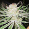 Original Bruce Banner Seeds