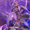 Super Auto Lemon Haze (Original Sensible Seeds)