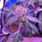 Super Auto Lemon Haze (Original Sensible Seeds)