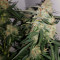 Toof Decay Auto feminized seeds