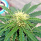 White Widow Auto