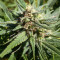 Widow Remedy regular seeds