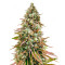 Bruce Banner #3 Feminized Seeds (Herbies Seeds)