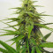 Candy Kush Auto feminized seeds