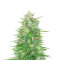 Cosmic Bomb Auto Seeds