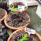 DDoS #33 Seeds (Herbies Seeds)