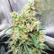 Dozy Whale Feminized Seeds (AlphaFem Seeds)