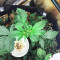 Freeze Berry Auto feminized seeds