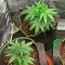 Graines de Godzilla Original Glue GG#4 Auto (Herbies Seeds)
