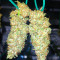 I'm Alive Feminized Seeds (AlphaFem Seeds)